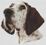 (image for) Treeing Walker Coonhound Portrait